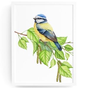 Blue Tit Bird Wall Art Watercolor Illustration Print Poster Card Unframed